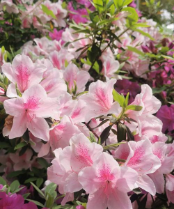 小众送妈妈的花有哪些花