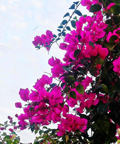 小众送妈妈的花有哪些花