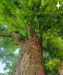 小众送妈妈的花有哪些花