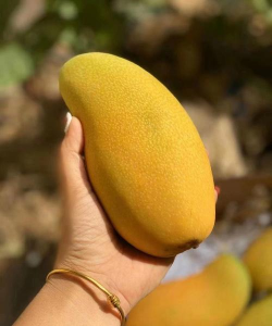 海南的芒果一年结几次果