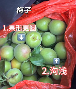 青杨梅和青梅的区别