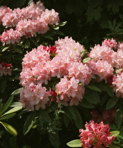 小众送妈妈的花有哪些花