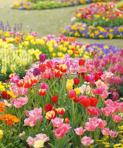 小众送妈妈的花有哪些花