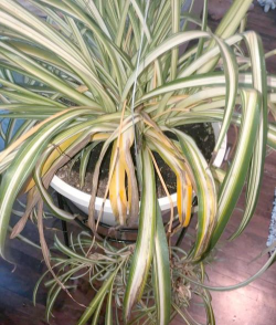 小众送妈妈的花有哪些花