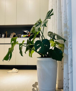 小众送妈妈的花有哪些花