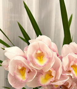 小众送妈妈的花有哪些花