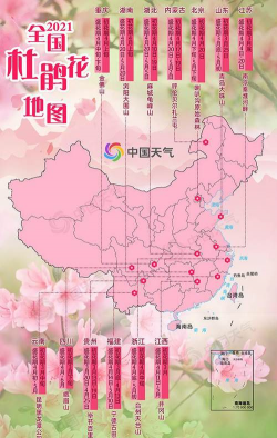 小众送妈妈的花有哪些花