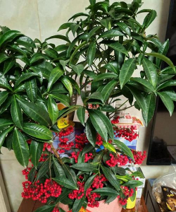 黄金万两第二年还会长果吗