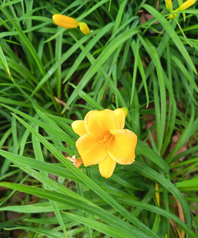 小众送妈妈的花有哪些花