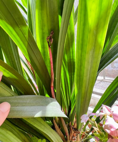 小众送妈妈的花有哪些花