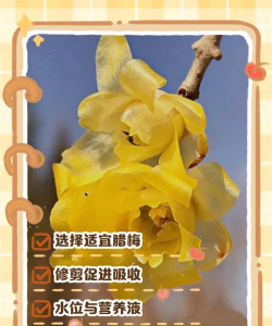 小众送妈妈的花有哪些花