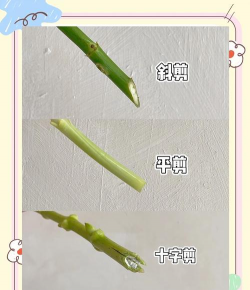 小众送妈妈的花有哪些花