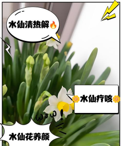 剥完水仙花的手有毒怎么处理 剥完水仙花的手有毒怎么处理