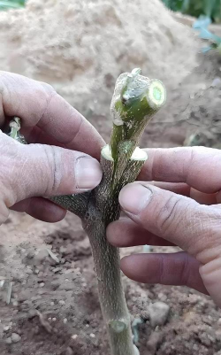 小众送妈妈的花有哪些花