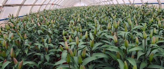 小众送妈妈的花有哪些花