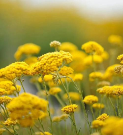 意大利有哪些花