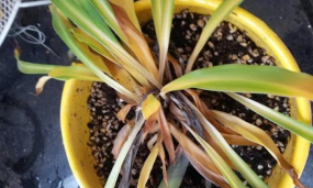 小众送妈妈的花有哪些花