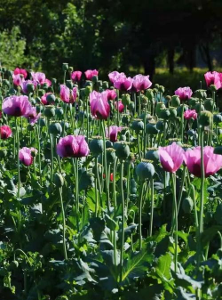 罂粟植物什么样子