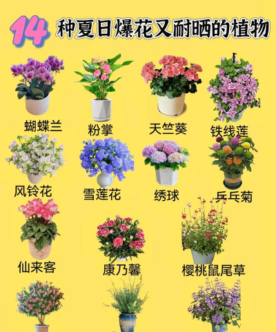 小众送妈妈的花有哪些花