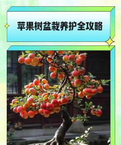 盆栽苹果树苗怎么种植