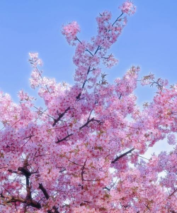 小众送妈妈的花有哪些花