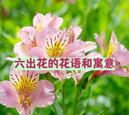 小众送妈妈的花有哪些花