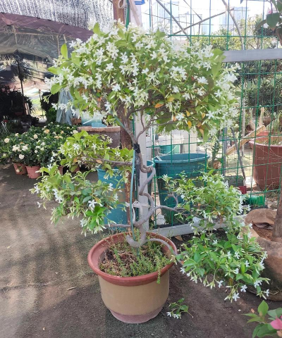 风车茉莉耐寒吗