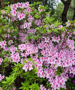 映山红花朵形状