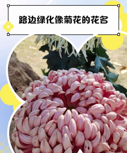 菊花的外观像什么