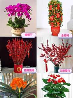 小众送妈妈的花有哪些花