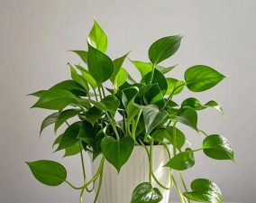 小众送妈妈的花有哪些花