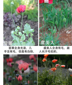 小众送妈妈的花有哪些花