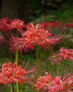 小众送妈妈的花有哪些花