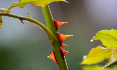 小众送妈妈的花有哪些花