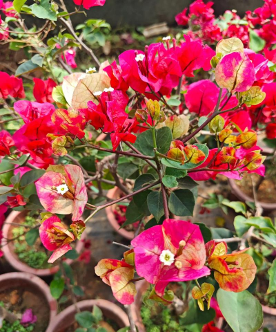 小众送妈妈的花有哪些花