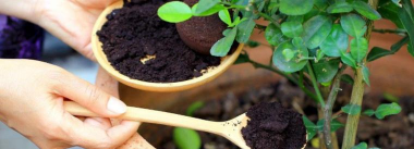 小众送妈妈的花有哪些花