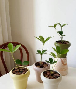 墨西哥铁树的养殖方法和注意事项