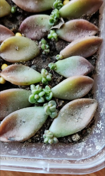 小众送妈妈的花有哪些花