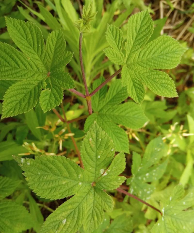 小众送妈妈的花有哪些花