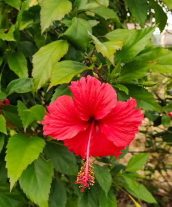 小众送妈妈的花有哪些花