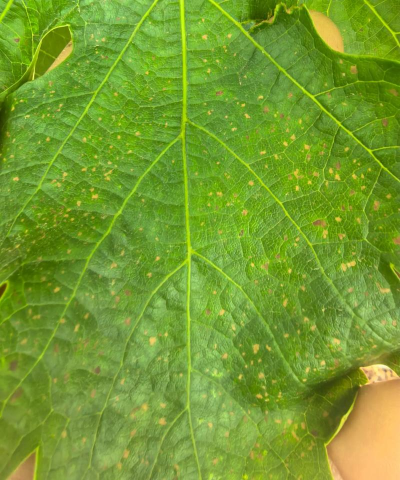 小众送妈妈的花有哪些花