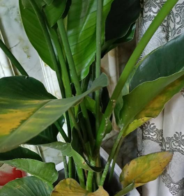 小众送妈妈的花有哪些花