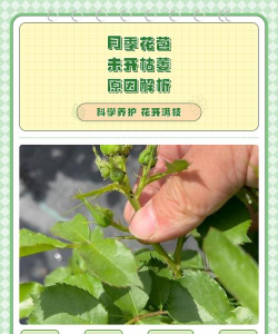 小众送妈妈的花有哪些花