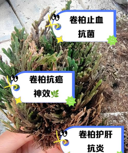 卷柏可以一直泡在水里吗