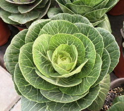 小众送妈妈的花有哪些花