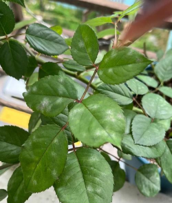 小众送妈妈的花有哪些花