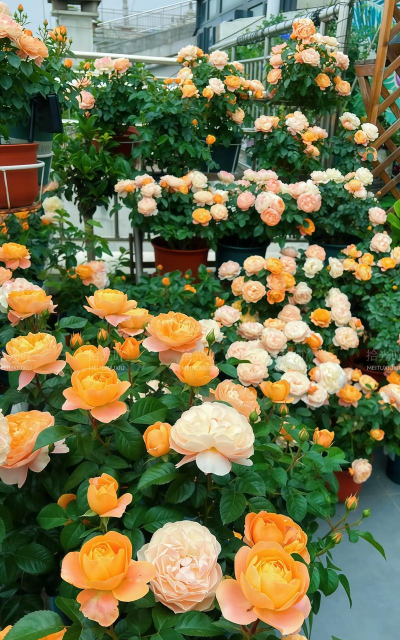 小众送妈妈的花有哪些花