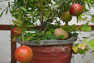 小众送妈妈的花有哪些花