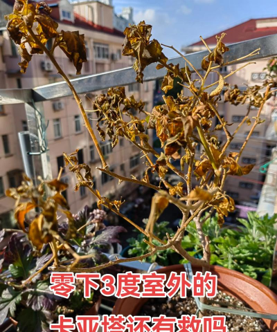 小众送妈妈的花有哪些花