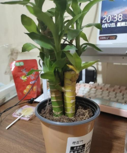 富贵竹中间芯变黄了咋办